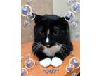 Adopt 007" (Vader) a Domestic Shorthair / Mixed (short coat) cat in Chandler
