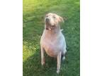 Adopt Bailey (Bailey st) a Mixed Breed (Medium) / Mixed dog in Pine Bluff