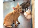 Adopt Sunny Miller a Orange or Red Domestic Shorthair (short coat) cat in