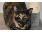 Adopt Mrs. Columbo a Tortoiseshell Domestic Shorthair (short coat) cat in