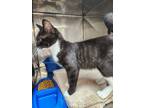 Adopt Tang a Domestic Shorthair / Mixed (short coat) cat in Mocksville