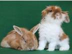 Adopt Daffy and Bugs m/f pair a Lop-Eared / Mixed (short coat) rabbit in Scotts