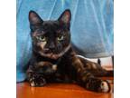 Adopt Cece a Tortoiseshell Domestic Shorthair / Mixed cat in Washington