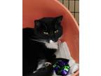 Adopt Feisty a All Black Domestic Shorthair / Domestic Shorthair / Mixed cat in