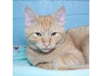 Adopt Sofia Al-Azwar a Orange or Red Domestic Shorthair / Mixed cat in