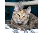 Adopt Lucia a Tortoiseshell Domestic Shorthair / Mixed cat in Evansville