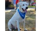 Adopt Rolly a White - with Tan, Yellow or Fawn Great Pyrenees / Mixed dog in