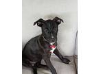Adopt Charlotte Talbot a Black Labrador Retriever / Boxer dog in Southampton
