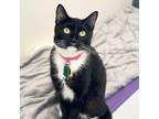 Adopt Amari a Domestic Shorthair / Mixed cat in Port Washington, NY (38923636)