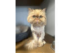 Adopt Toky a Orange or Red Persian / Domestic Shorthair / Mixed cat in Danville