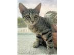 Adopt Bowser Miller a Brown Tabby Domestic Shorthair (short coat) cat in