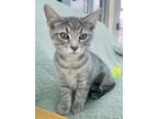 Adopt Ranger Miller a Brown Tabby Domestic Shorthair (short coat) cat in