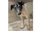 Adopt Hady a Rat Terrier / Mixed dog in Barrington, RI (38760184)