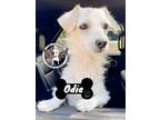 Adopt Odie Argo a White Wirehaired Fox Terrier dog in Twin Falls, ID (39025206)