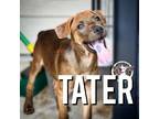 Adopt Tater Salad Parsons a Tan/Yellow/Fawn American Pit Bull Terrier dog in