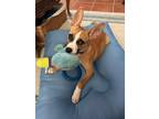 Adopt Luna Orion SMART girl a Tan/Yellow/Fawn Labrador Retriever dog in Provo