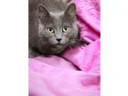 Adopt Mia a Gray or Blue Domestic Shorthair cat in Dallas, TX (38751685)