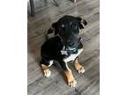 Adopt Buddy a Black German Shepherd Dog / Mixed dog in Rio Rancho, NM (38981001)
