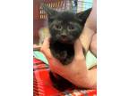 Adopt Eli Miller a All Black Domestic Shorthair (short coat) cat in Woodstock