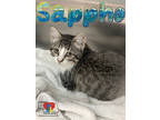 Adopt Sappho a White Domestic Shorthair / Domestic Shorthair / Mixed cat in