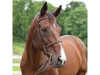 Adopt Connairsconnection a Thoroughbred / Mixed horse in Fairport, NY (39008198)