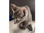 Adopt Smokey kitten 2(Smoke) a Domestic Shorthair / Mixed (short coat) cat in