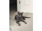 Adopt Monti a Domestic Shorthair / Mixed (short coat) cat in Hoover