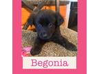 Adopt BEGONIA a Black Shepherd (Unknown Type) / Australian Shepherd dog in