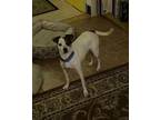 Adopt Zanna a White - with Tan, Yellow or Fawn Fox Terrier (Toy) / Mixed dog in