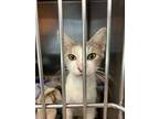 Adopt Opal a Domestic Shorthair / Mixed (short coat) cat in Henderson