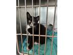 Adopt Felix a Domestic Mediumhair / Mixed (short coat) cat in Henderson
