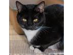 Adopt Zeke a All Black Domestic Shorthair / Mixed cat in Washington Township