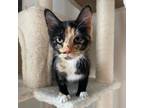 Adopt Daisy *Bonded with Lily* a All Black Domestic Shorthair / Mixed cat in
