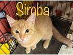 Adopt Simba a Domestic Shorthair / Mixed (short coat) cat in St.