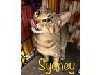 Adopt Sydney a Domestic Shorthair / Mixed (short coat) cat in St.