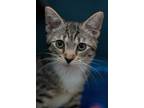 Adopt Roo a Gray, Blue or Silver Tabby Domestic Shorthair (short coat) cat in