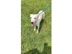 Adopt Diamond a White - with Black Border Collie / Mixed dog in Garner