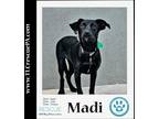 Adopt Madi (The Besties) 090923 a Black - with White Labrador Retriever dog in