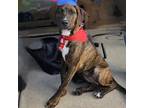 Adopt Cordelia a Brindle Mixed Breed (Medium) / Mixed dog in Vail, AZ (38810837)