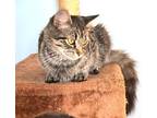 Adopt Zarina Miller a Brown Tabby Domestic Mediumhair cat in Woodstock