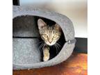 Adopt Freckles Miller a All Black Domestic Shorthair (short coat) cat in