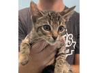 Adopt Sol a Domestic Shorthair / Mixed (short coat) cat in Athens, TX (39002168)