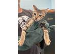 Adopt Sevyn a Domestic Shorthair / Mixed (short coat) cat in Athens