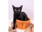 Adopt Johnny VII a All Black Domestic Shorthair / Mixed cat in Muskegon