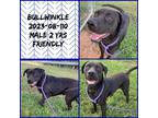 Adopt 2023-08-110 a American Pit Bull Terrier / Mixed dog in Winder