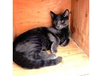 Adopt Conrad a Gray or Blue Domestic Shorthair / Domestic Shorthair / Mixed cat