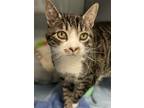 Adopt Bubbles a Brown or Chocolate American Shorthair / Domestic Shorthair /