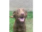 Adopt Vera Vee (19 S Richard) a Labrador Retriever / Mixed dog in Pine Bluff
