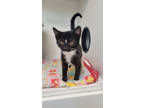 Adopt Augustine a All Black Domestic Shorthair / Domestic Shorthair / Mixed cat