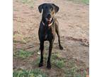 Adopt Mama Mia a Black Great Dane / Mixed dog in Vail, AZ (38798500)